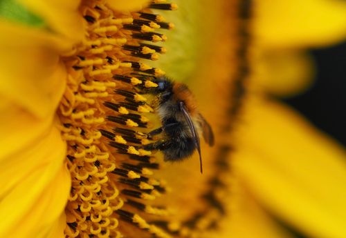 Free A close-up macro image of a bee pollinating a vibrant yellow sunflower. Stock Photo