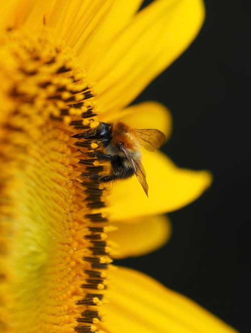 Free Macro shot of a bee collecting pollen from a vibrant sunflower on a sunny day. Stock Photo
