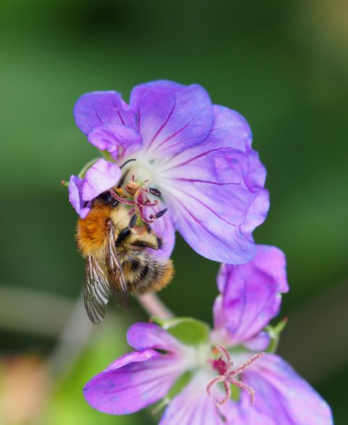 Free Macro shot of a bee pollinating a vibrant purple flower, capturing the beauty of nature. Stock Photo