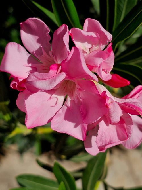 Free Vibrant pink oleander flowers in sunlight showcasing delicate petals and lush foliage. Stock Photo