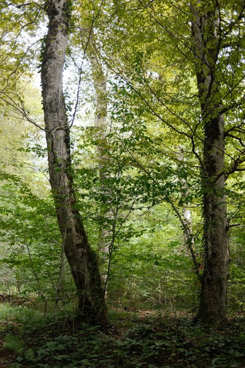 Free Lush green forest with tall trees under bright summer light, perfect for nature themes. Stock Photo