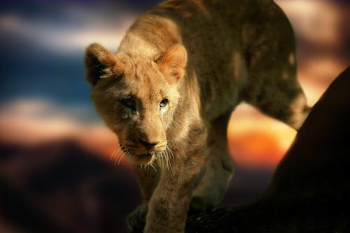 Gratis lagerfoto af dyreliv, løve, pattedyr Lagerfoto