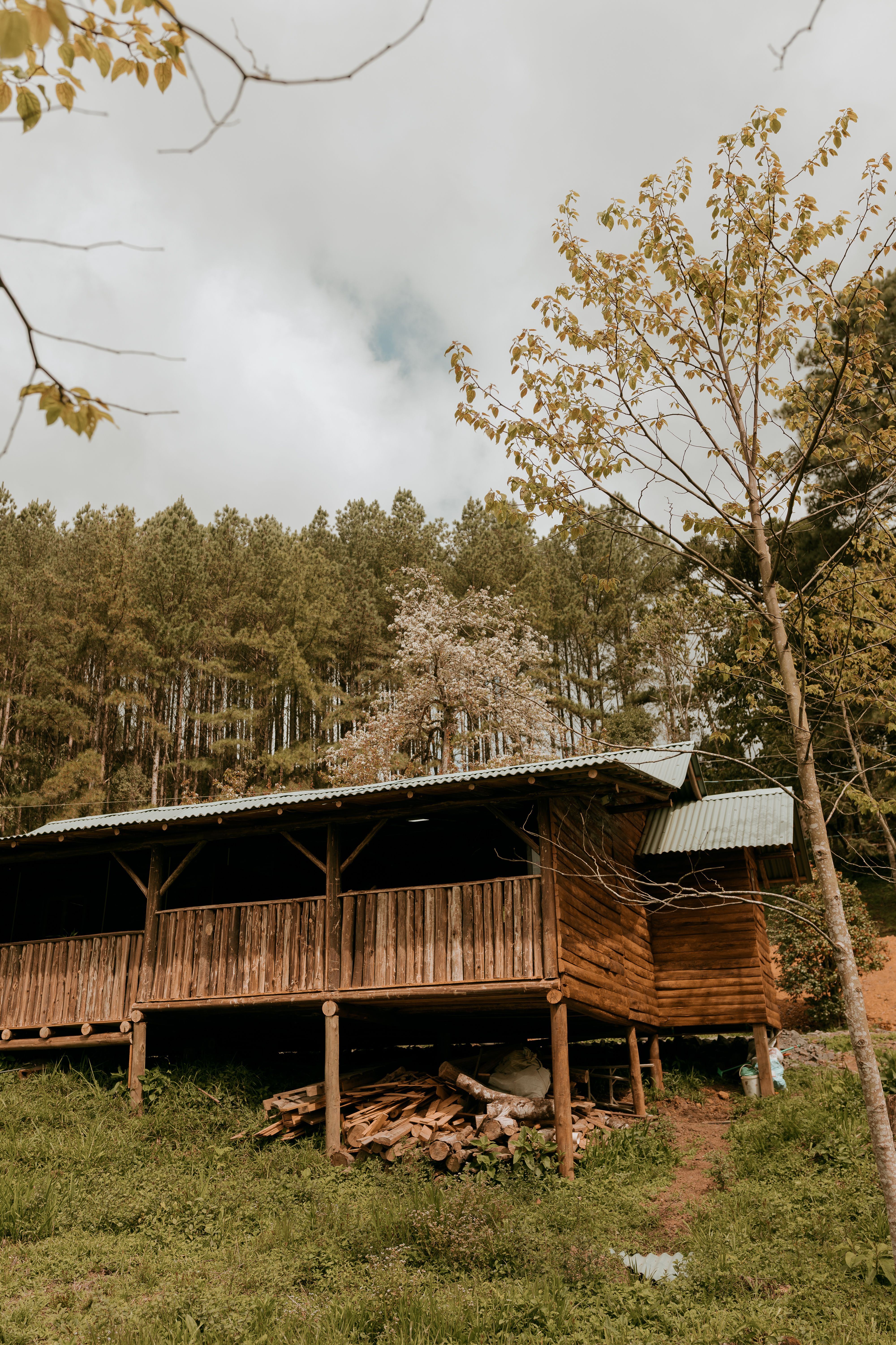 Fotomural Encantadora cabaña de madera rodeada de frondosos árboles, perfecta para una escapada tranquila.