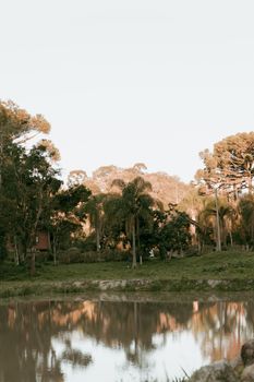 Calm lakeside scene featuring tall trees and reflection in water during daytime.