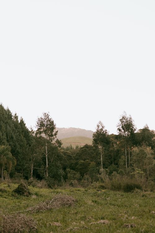 Free Peaceful forest scene with lush greenery under clear sky. Stock Photo