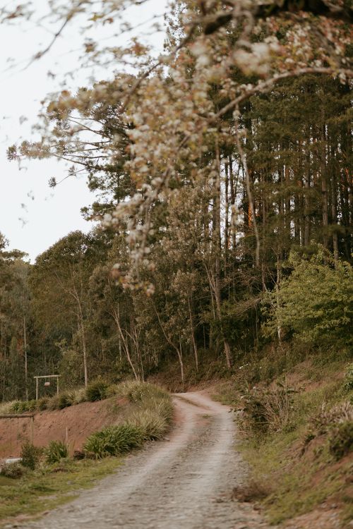 Free A winding dirt path through a peaceful woodland, perfect for nature and travel themes. Stock Photo