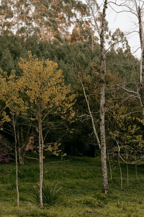 Free A peaceful forest scene with young trees and lush greenery, evoking tranquility and nature's beauty. Stock Photo