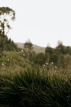 Tranquil outdoor scene featuring a lush wildflower meadow against a forest backdrop.