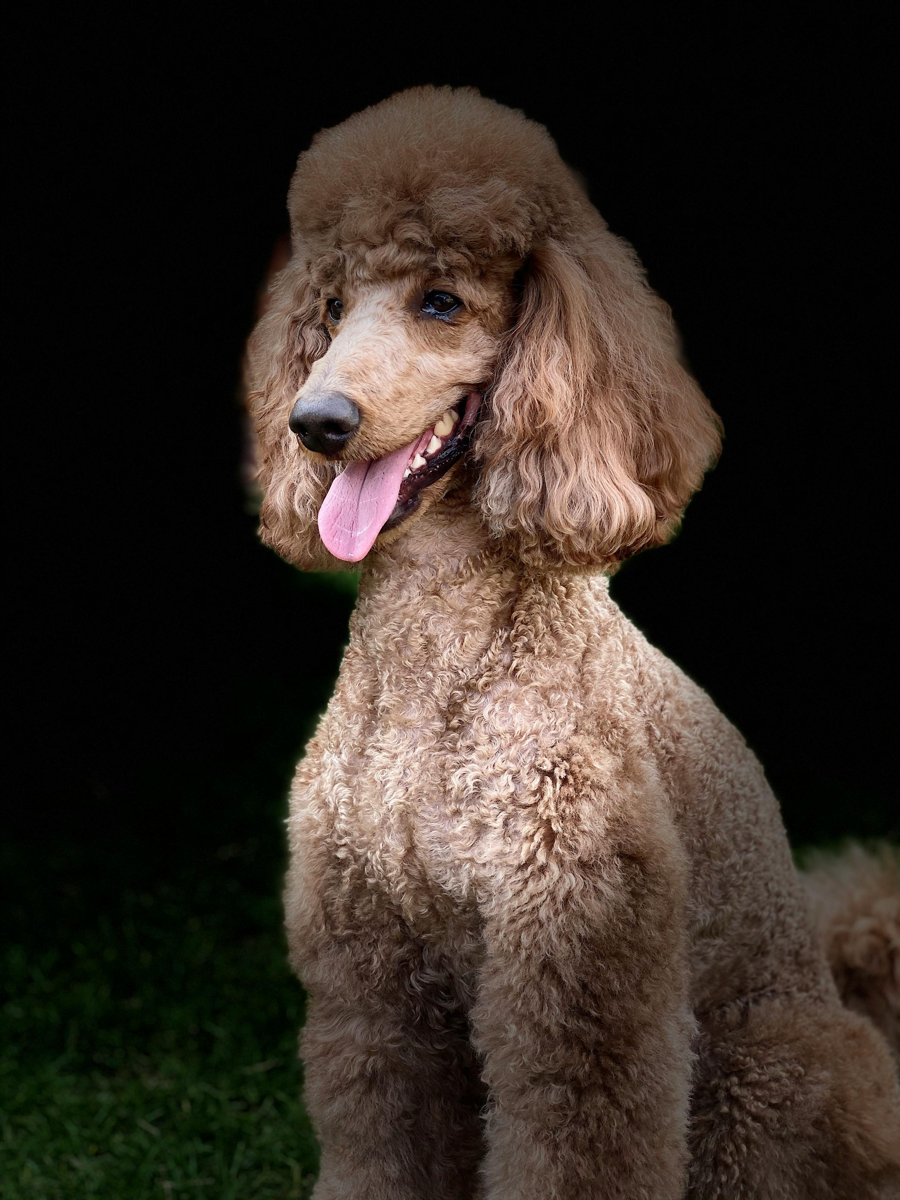poodle curly hair