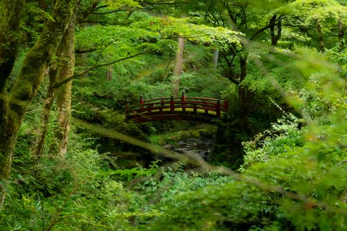 Free A peaceful red bridge spans a tranquil stream in a vibrant green forest. Stock Photo