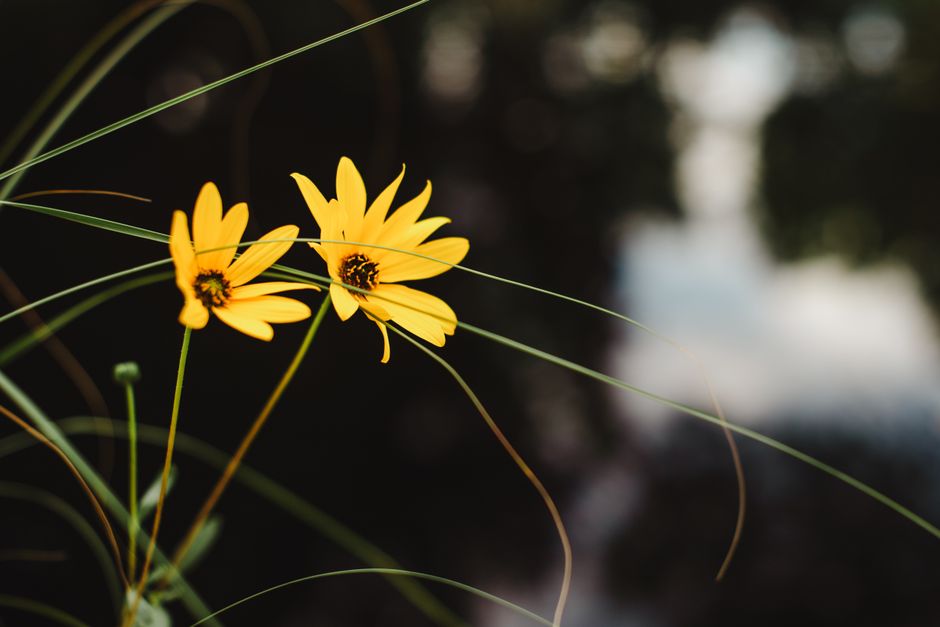 wedding photographer Denver Colorado