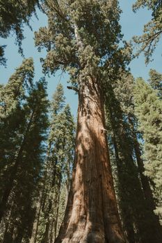 Towering redwood tree in a sunlit California forest captures natural grandeur.