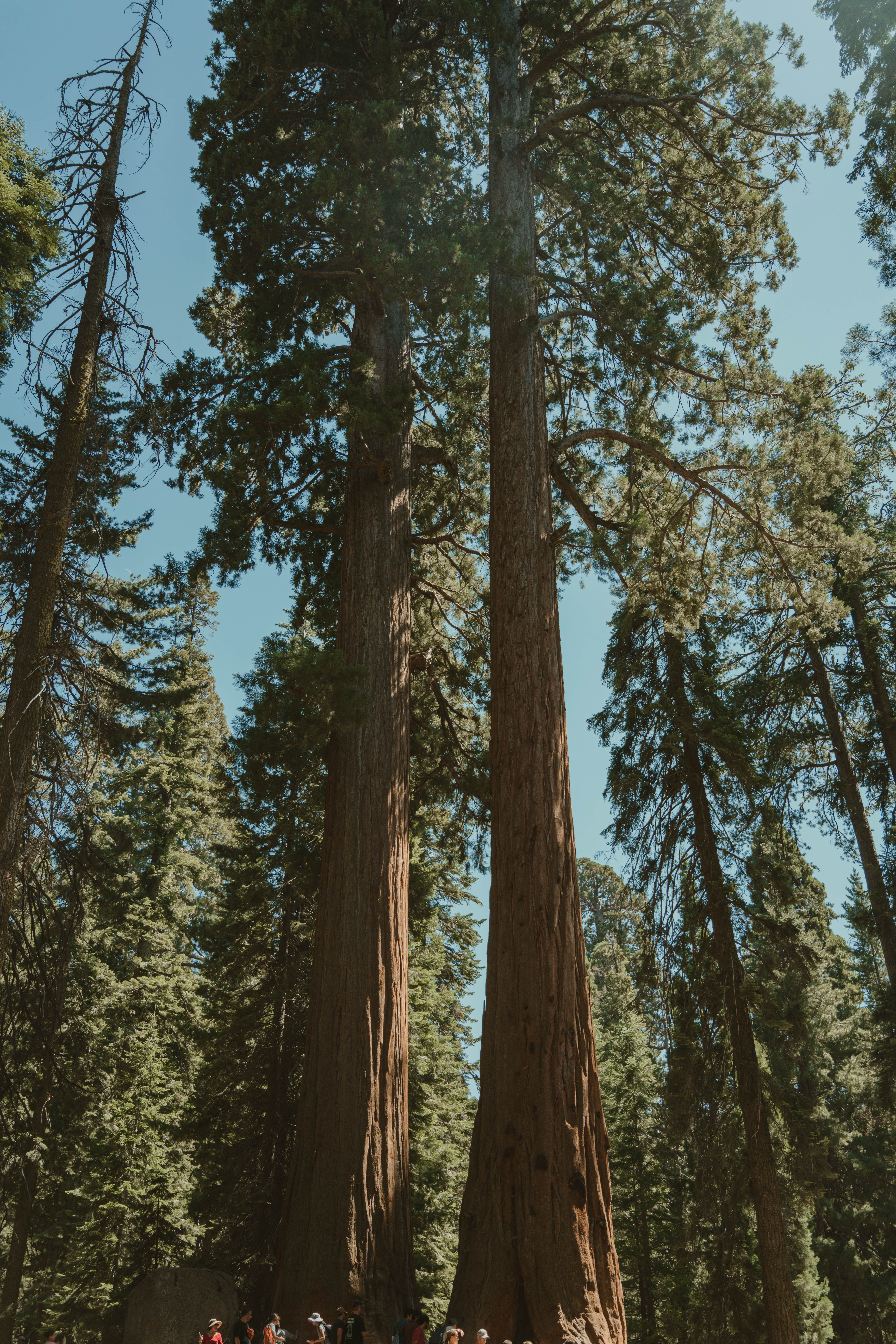 Towering sequoia trees in a sunlit California forest with a group of people for scale.