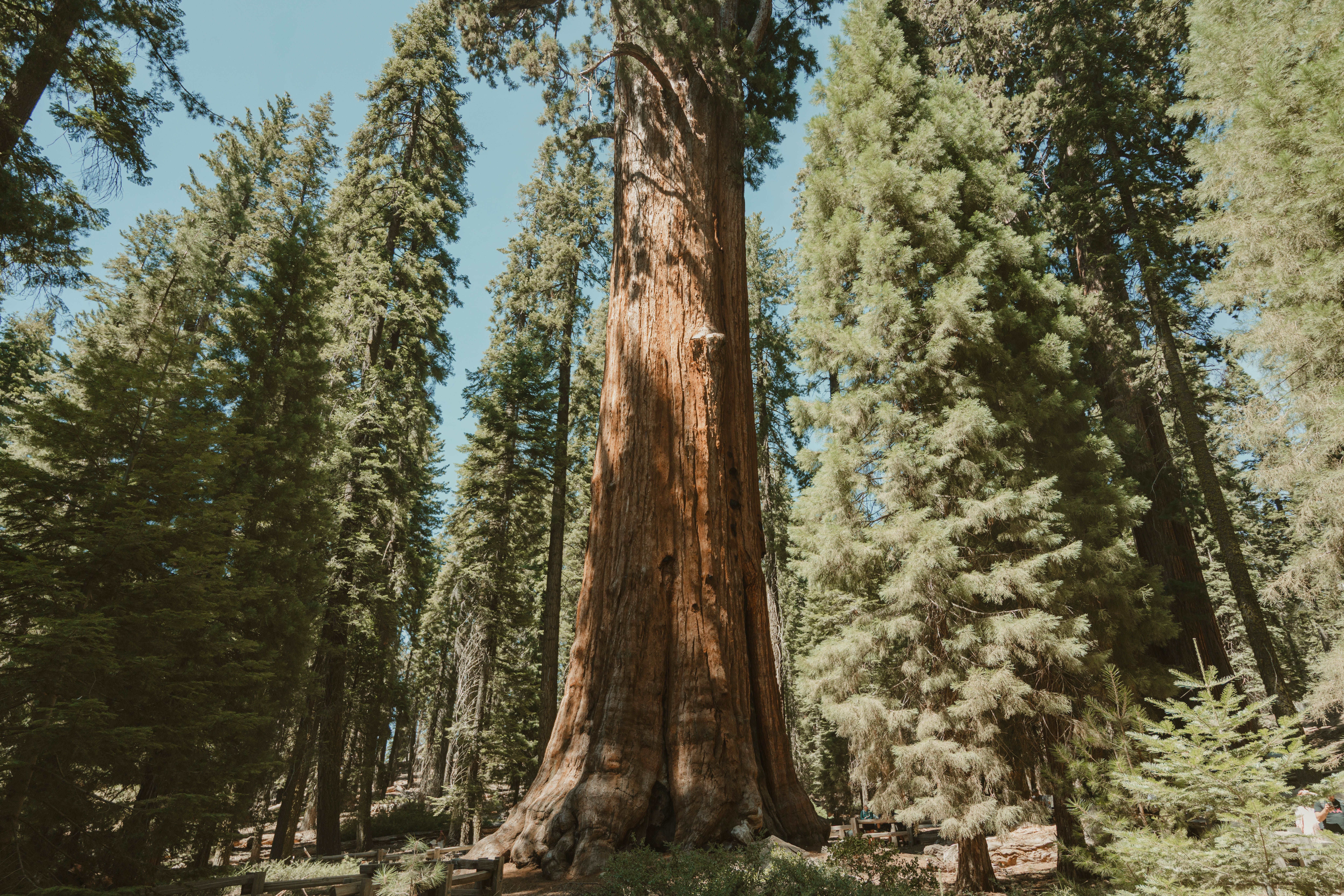 Sequoia National Park Itinerary: 2 or 3 Days, Kings Canyon Included