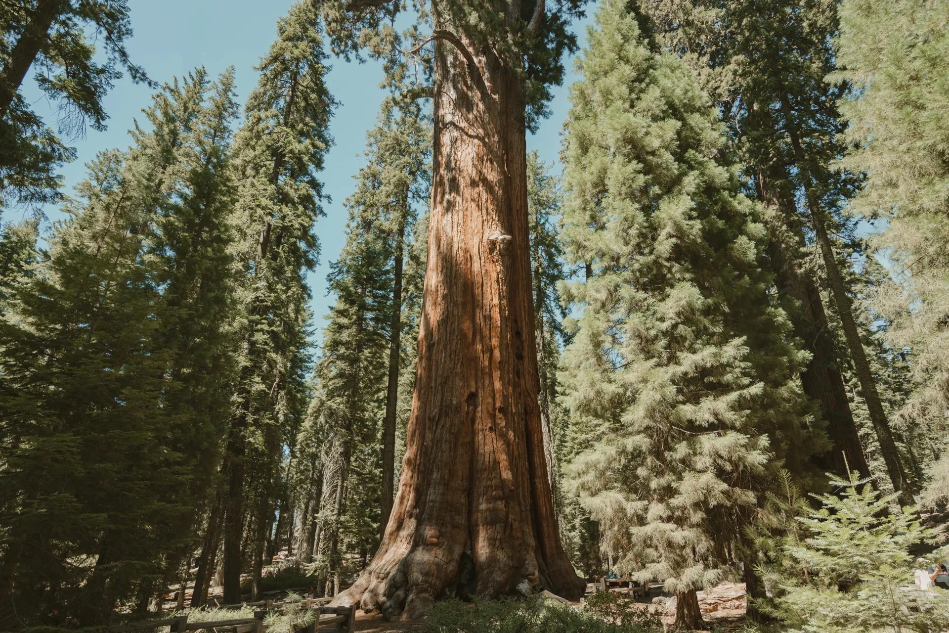 Sequoia National Park Itinerary: 2 or 3 Days, Kings Canyon Included