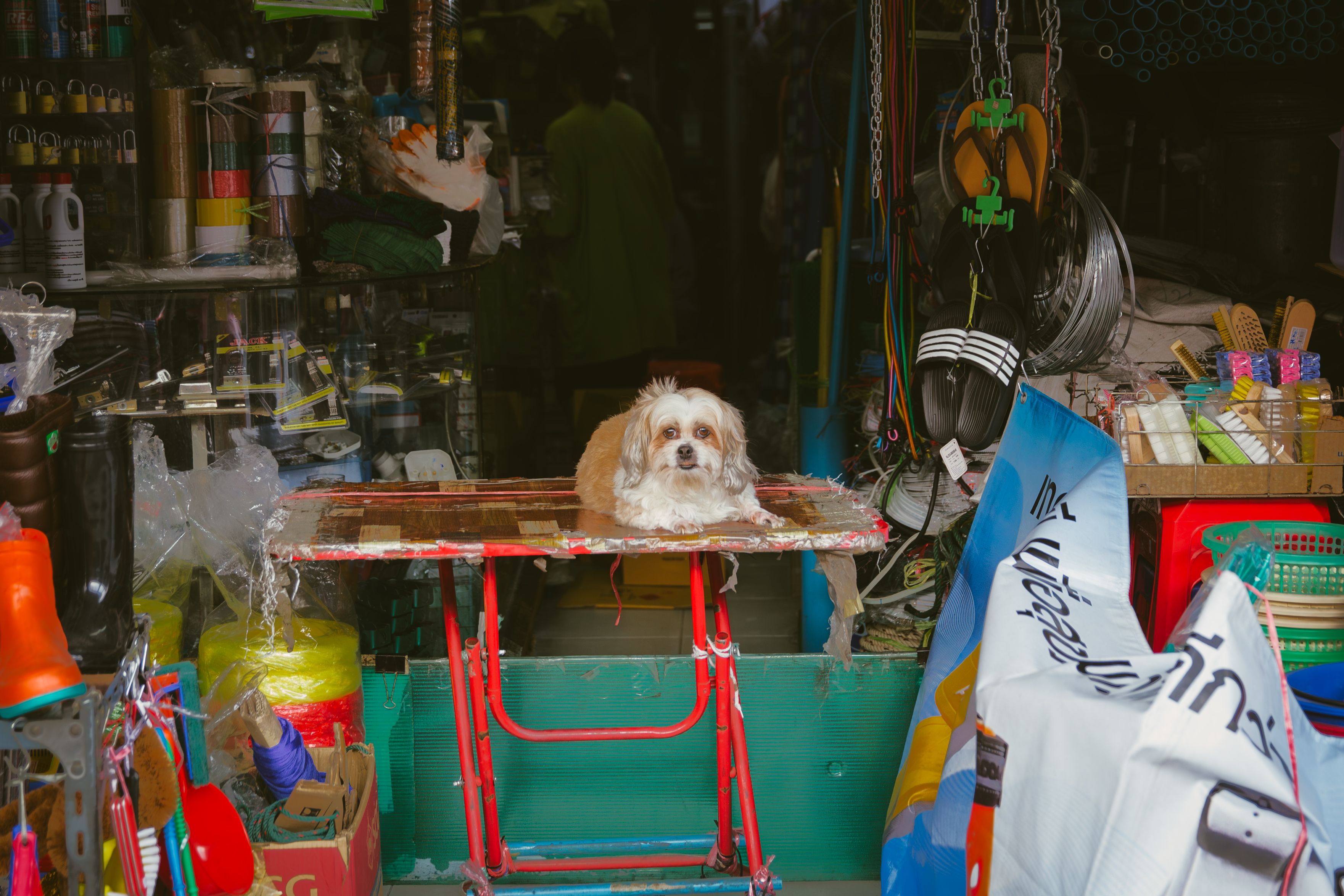Gustavo Venturini Rodrigues — cuidado com animais de estimação
