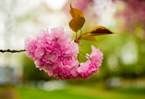 Foto d'estoc gratuïta de arbres, flor de cirerer, florir