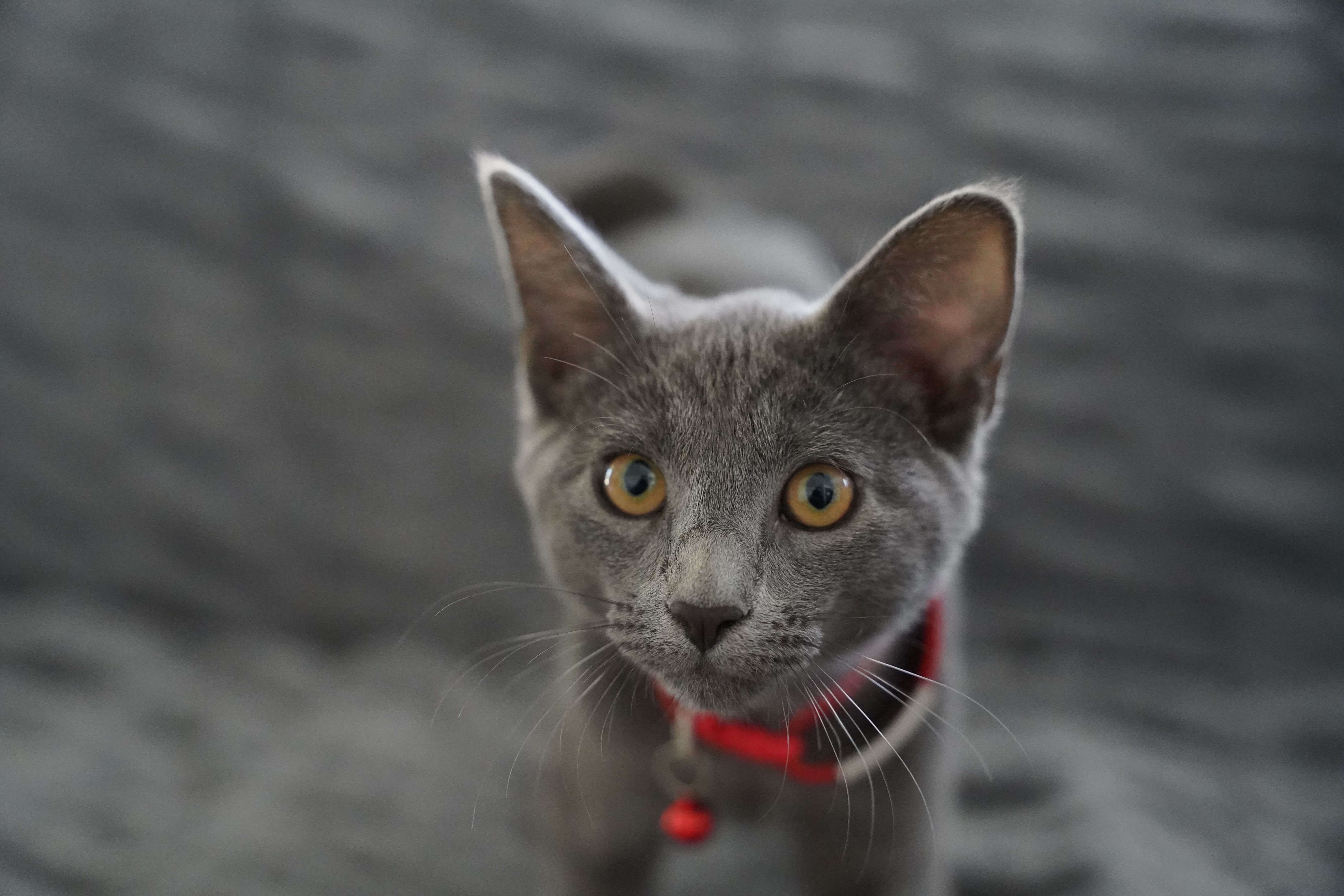Collier pour chaton : comment bien choisir en 2026 ?