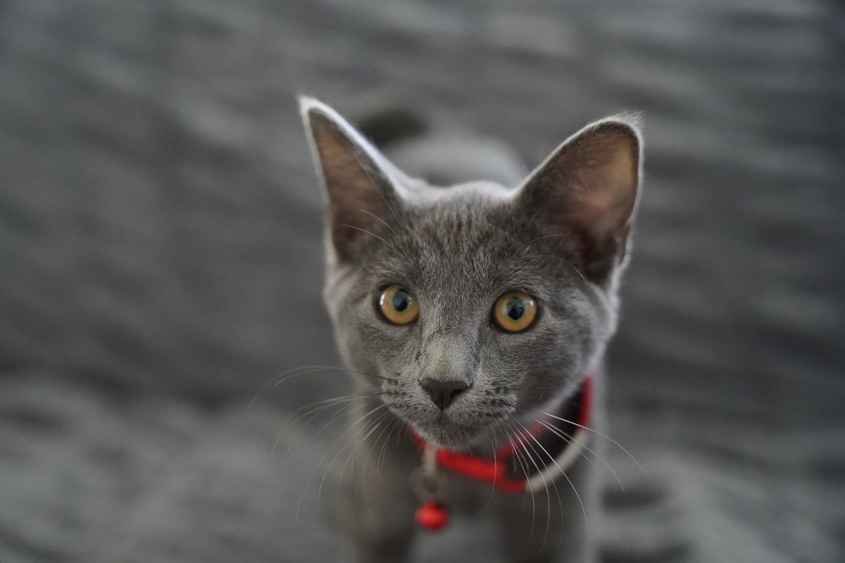 Gros plan d’un chaton gris aux yeux brillants, portant un collier rouge, regardant avec curiosité à l’intérieur.