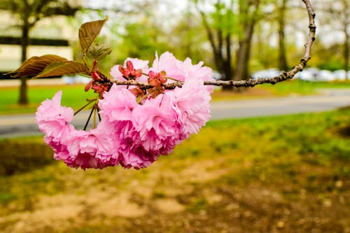 Foto d'estoc gratuïta de arbres, cirerer, florir