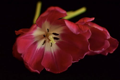 Foto d'estoc gratuïta de flors, flors vermelles, tulipes