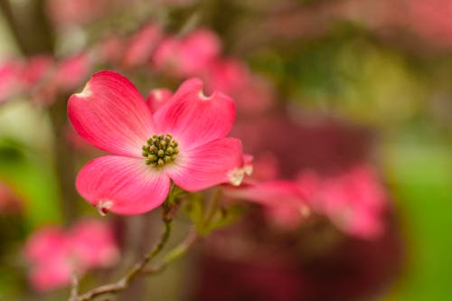 Foto d'estoc gratuïta de arbre, dogwood, flor