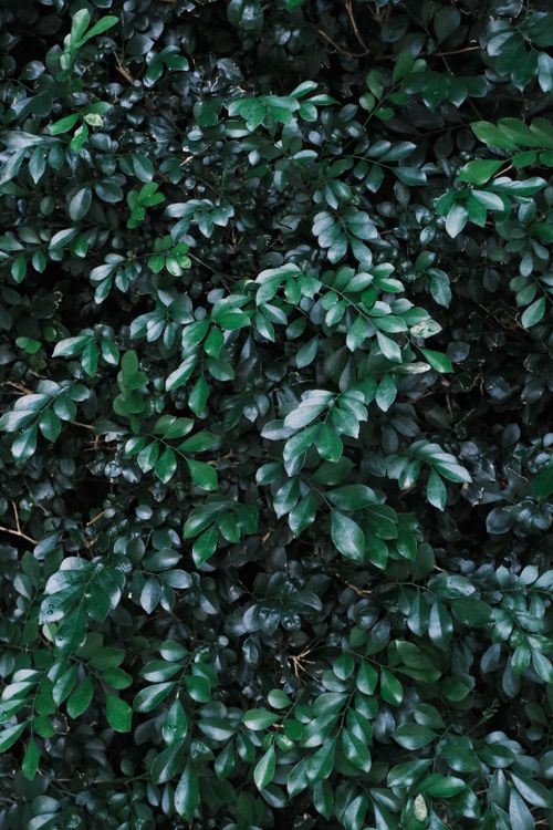 Free Detailed shot of vibrant green foliage with water droplets. Ideal for nature themes. Stock Photo