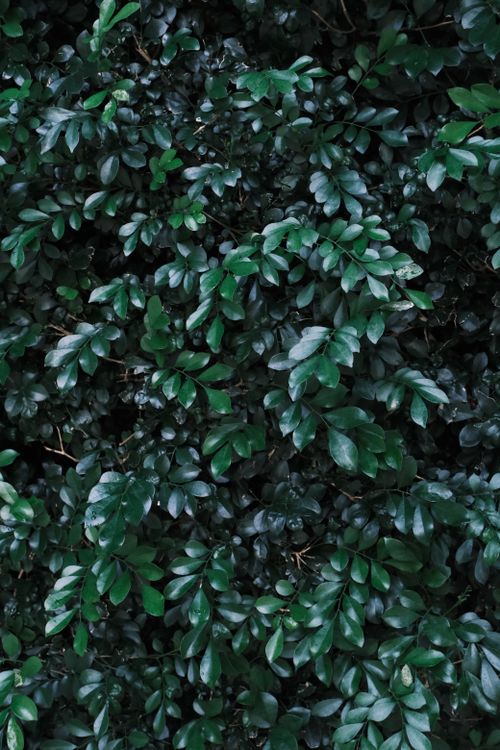 Free A dense wall of dark green leaves, perfect for natural backgrounds or nature themes. Stock Photo