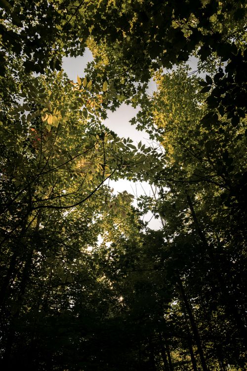 Free Dramatic view of sunlight filtering through dense forest trees during daytime. Stock Photo