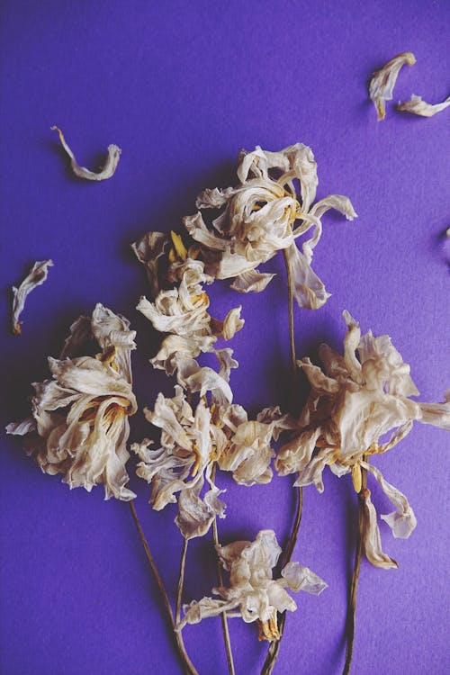Free stock photo of dried flower, flowers, narcissus