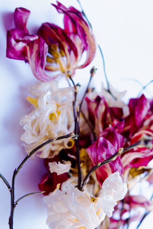 Free stock photo of dried flowers, flower close up, flower portrait