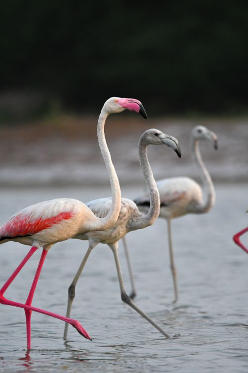 Free A group of flamingos elegantly wading through shallow water, showcasing their distinctive pink hues. Stock Photo