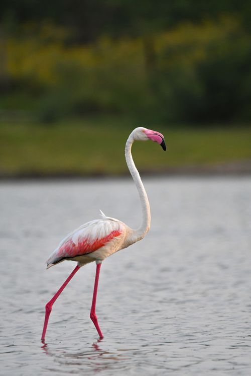 Free Graceful flamingo wading in serene lake, showcasing vibrant plumage and tranquility. Stock Photo