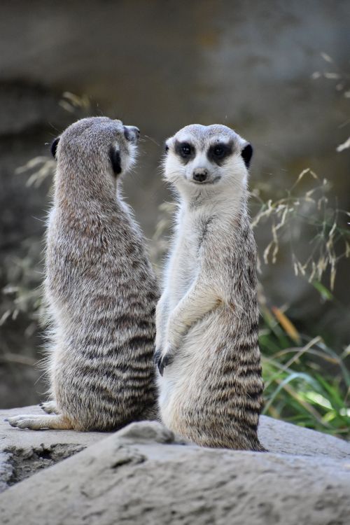 Free Two meerkats standing alert on rocks, showcasing their natural habitat and behavior. Stock Photo