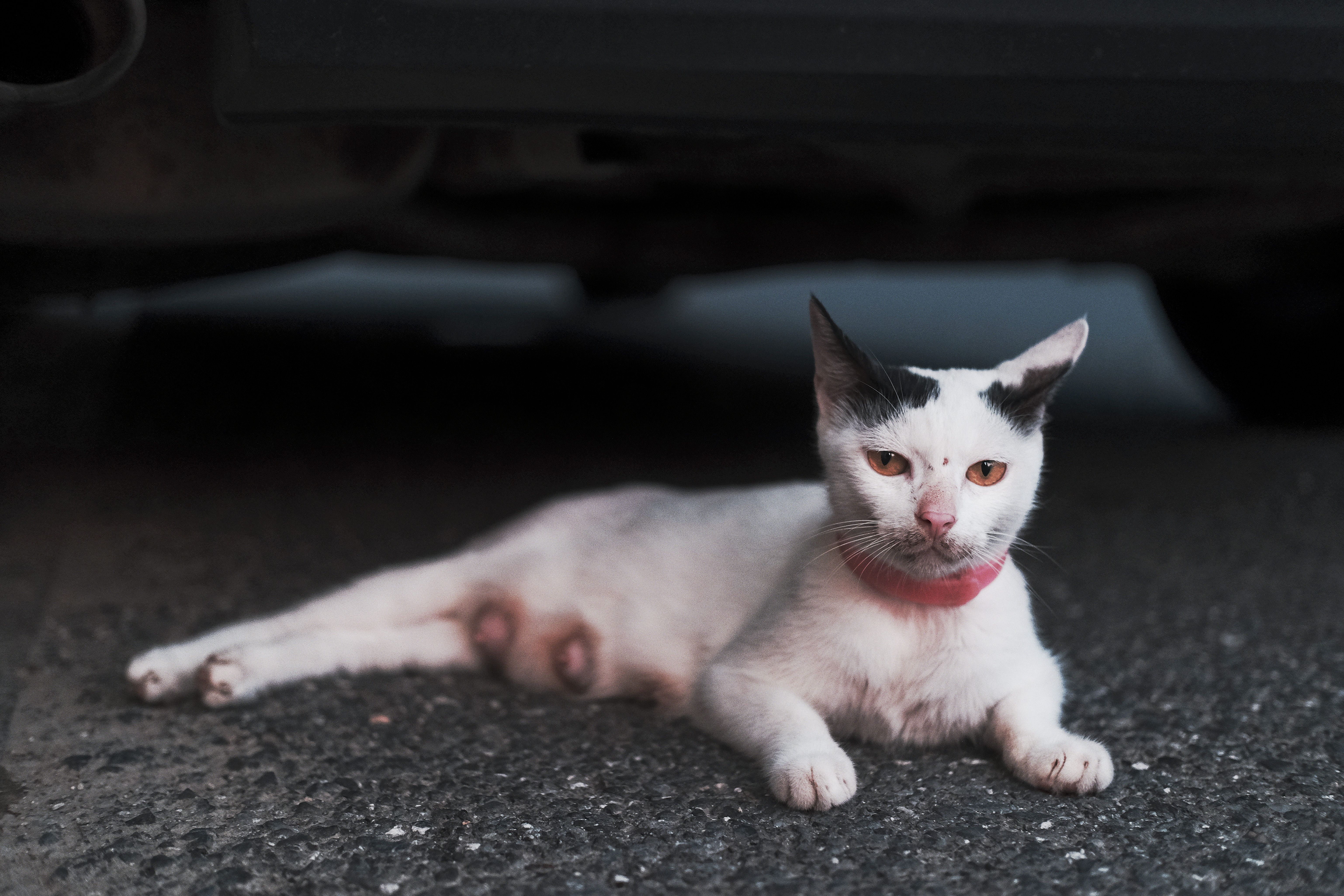 Breakdown Cover for Urgent Pet Transport Due to Owner Illness UK 2026
