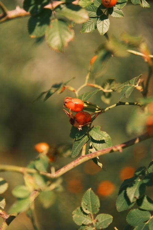 Free Beautiful rose hips photographed in Vienna's natural setting, showcasing their vibrant color and delicate form. Stock Photo