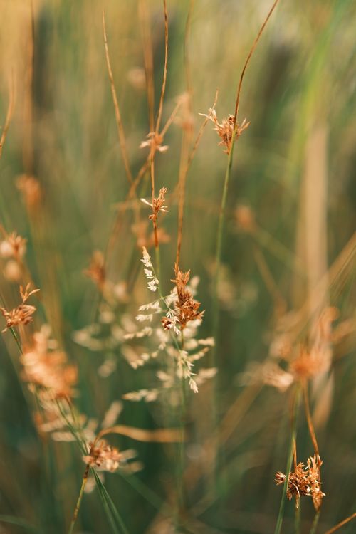 Free Artistic close-up of wild grasses swaying gently in the Vienna breeze, highlighting natural beauty. Stock Photo