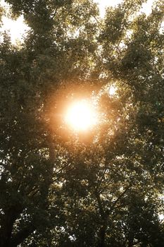 Eindrucksvoller Baum & Leuchten – Weltraum Hintergrundbild