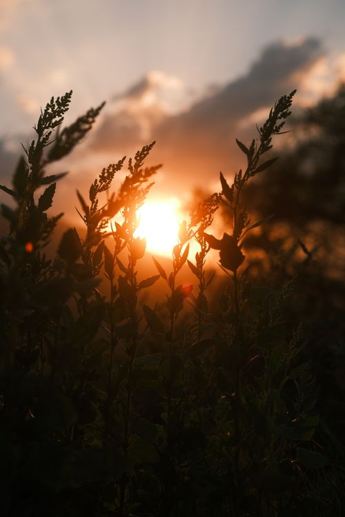 Free Dramatic sunset view with silhouetted plants in Innsbruck, Austria. Stock Photo