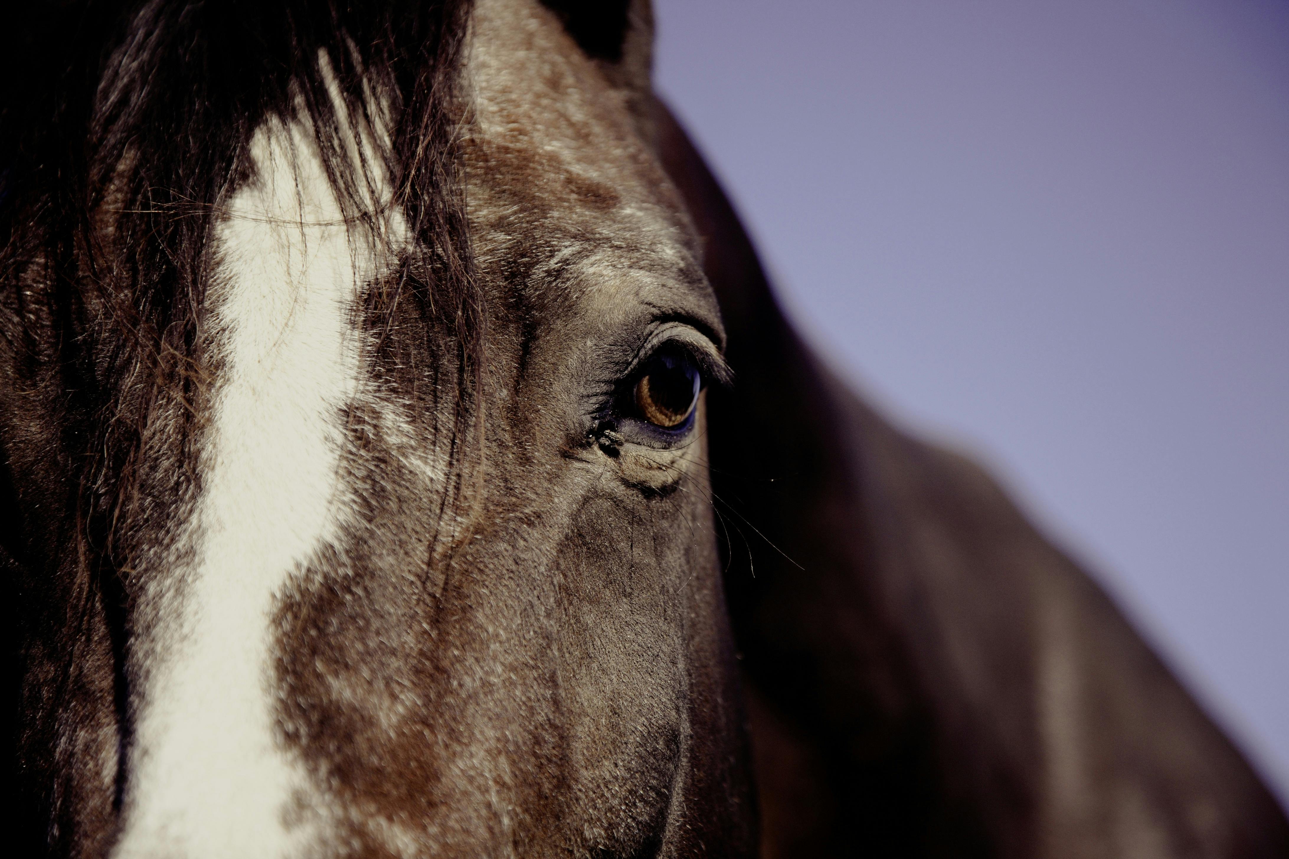 Horse Face in Focus Phography · Free Stock Photo