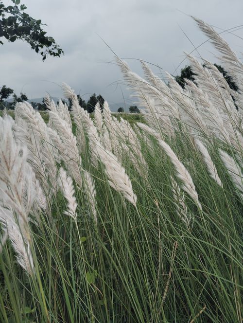 Free Lush white pampas grass gently swaying under a cloudy sky, creating a serene and natural scene. Stock Photo