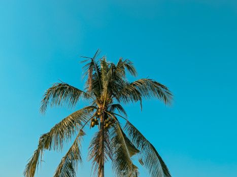 A vibrant palm tree with coconuts set against a clear blue sky, symbolizing tropical paradise.