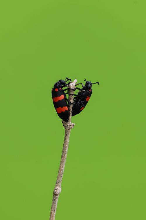 Free Two black and red insects perched on a stick against a vibrant green background. Stock Photo