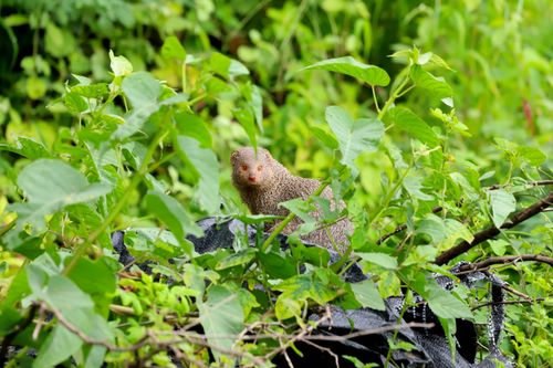 Free Close-up of a mongoose hidden in lush greenery, blending perfectly with the natural environment. Stock Photo