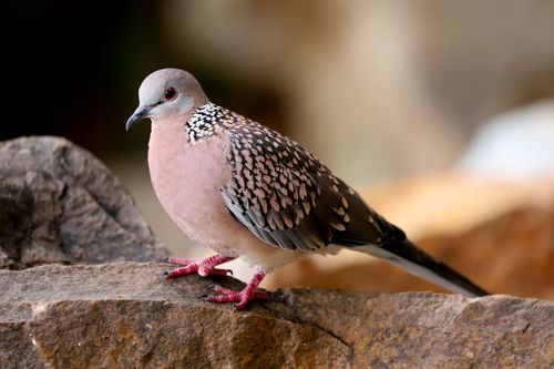 Free A close-up of a spotted dove (Spilopelia chinensis) perched on a rock in natural lighting. Stock Photo