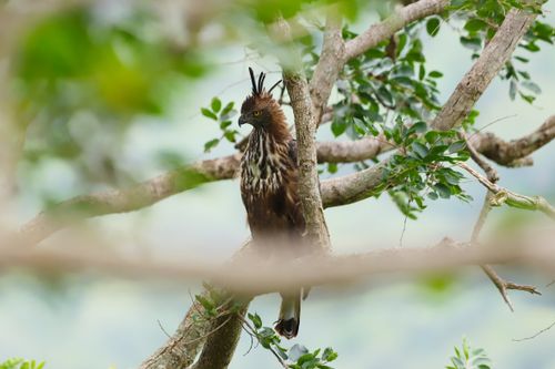 Free Stunning image of a Philippine Eagle (Pithecophaga jefferyi) resting on a tree branch. Stock Photo