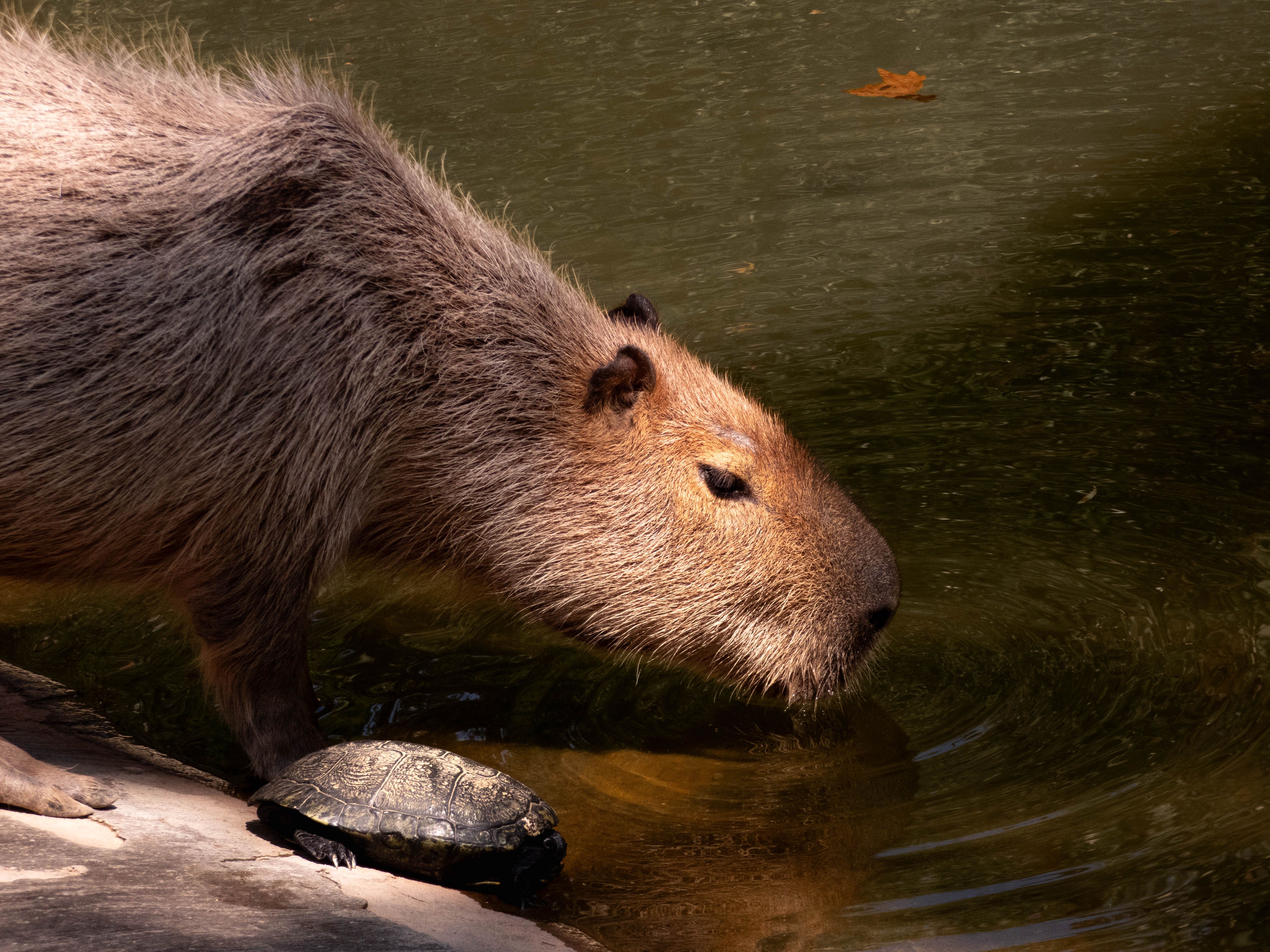 Fotomural Un capibara bebiendo a la orilla del agua con una tortuga descansando cerca. Un momento fascinante de la vida salvaje.