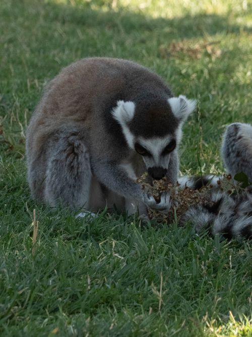 Free Captivating image of a ring-tailed lemur foraging in its natural habitat, surrounded by greenery. Stock Photo