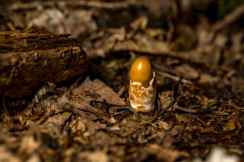 Free Detailed macro shot of a mushroom emerging through leaf litter in the forest near Rouyn-Noranda, Quebec. Stock Photo