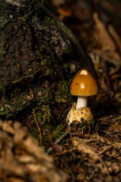 Free stock photo of august, flash, macro Stock Photo